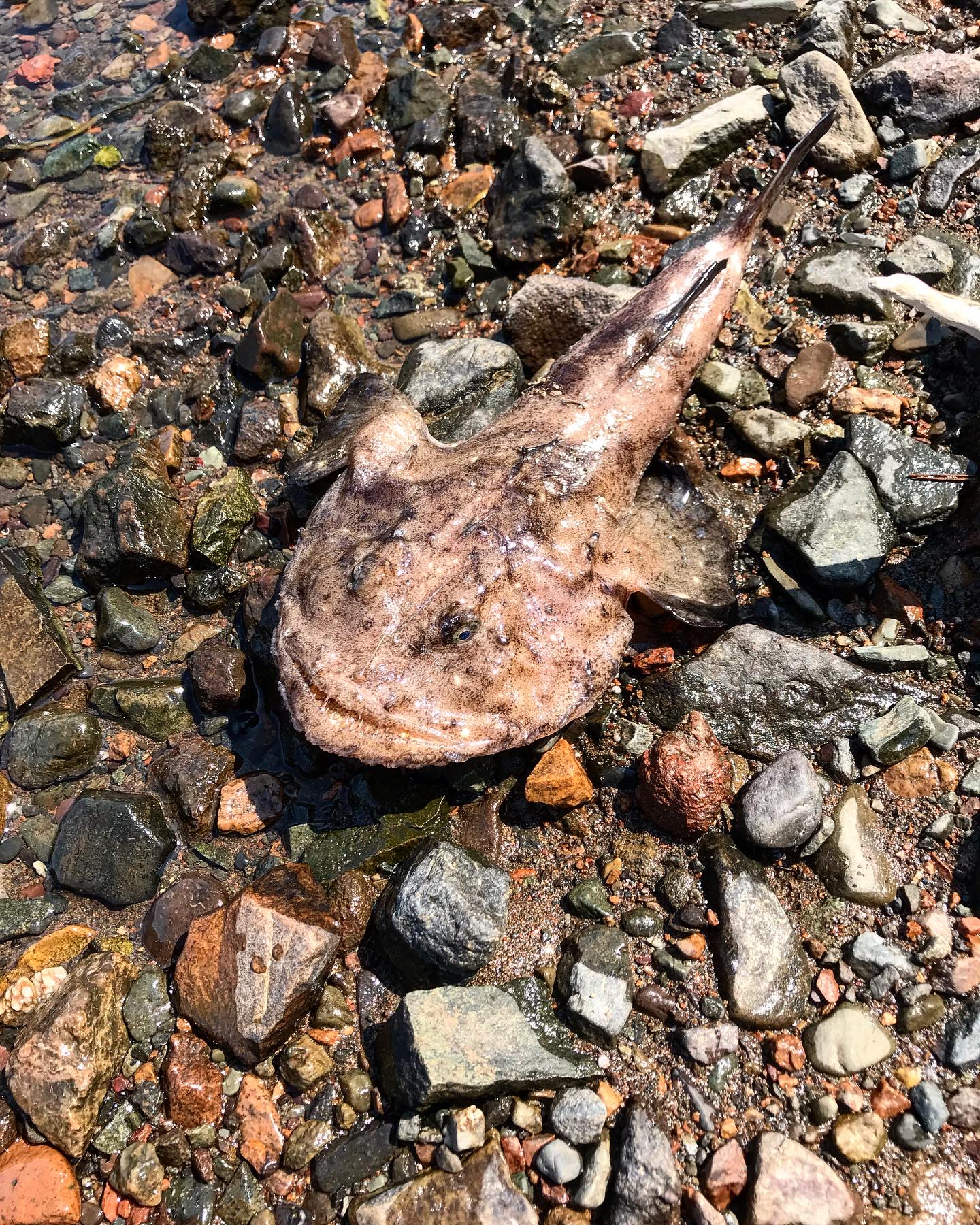 This fangy fish washed up on our beach last month. It looks all the world to me like a monkfish but our camp is on the St. John River, not the Bay of Fundy. How does an ocean fish make its way that far up the St. John River? Or, does it have a freshwater lookalike? 

#monkfish #stjohnriver #wolostoqriver #lostfish